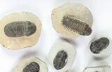 Lot: Assorted Devonian Trilobites - Pieces #76969-4